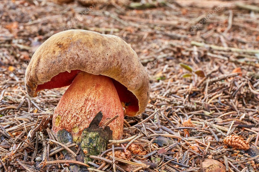 Neoboletus luridiformis conocido como Boletus luridiformis hongo