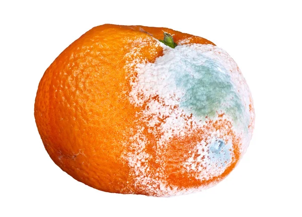 Penészes Rothadt Narancs Fehér Háttér Elszigetelt — Stock Fotó