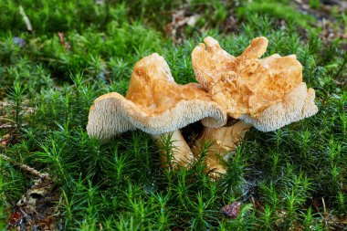 Hydnum repandum - yenilebilir mantar. Mantar doğal ortamda. İngilizce: tatlı diş, ahşap kirpi, kirpi mantar
