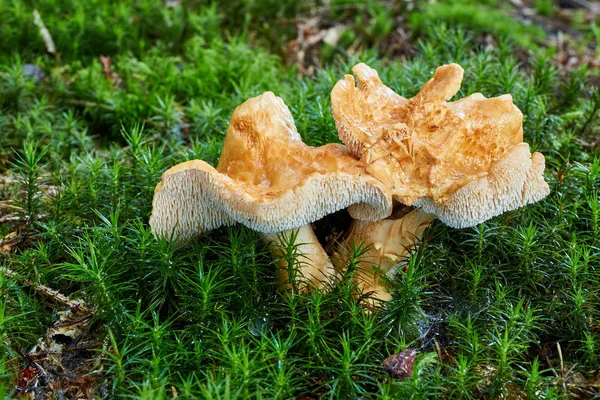 Hydnum repandum - yenilebilir mantar. Mantar doğal ortamda. İngilizce: tatlı diş, ahşap kirpi, kirpi mantar