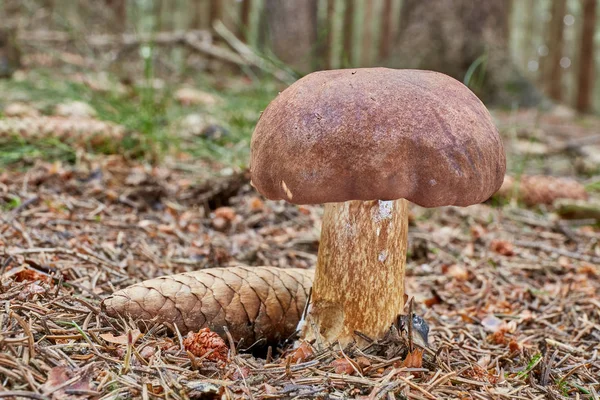 Imleria Badia Edible Mushroom Fungus Natural Environment English Bay Bolete — Stock Photo, Image