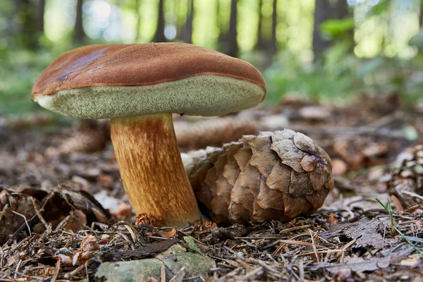 Imleria Badia Edible Mushroom Fungus Natural Environment English Bay Bolete — Stock Photo, Image