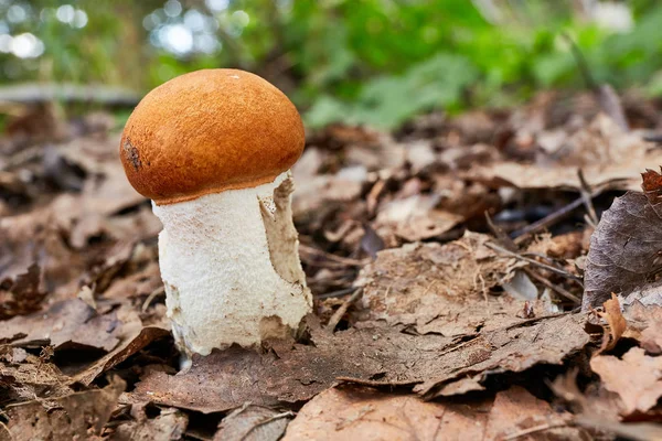 Leccinum Aurantiacum Cogumelo Comestível Fungo Ambiente Natural Inglês Red Capped — Fotografia de Stock