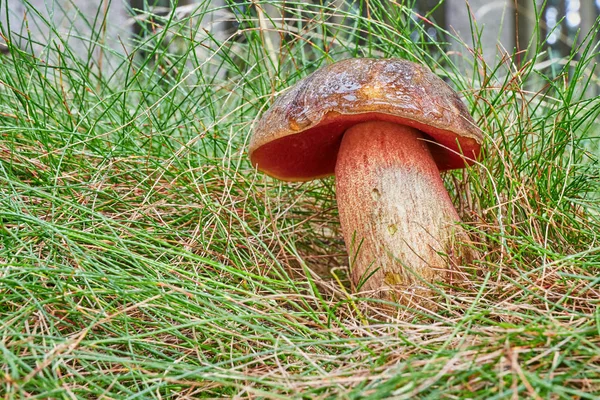 Neoboletus Luridiformis Known Boletus Luridiformis Edible Mushroom Fungus Natural Environment — Stock Photo, Image