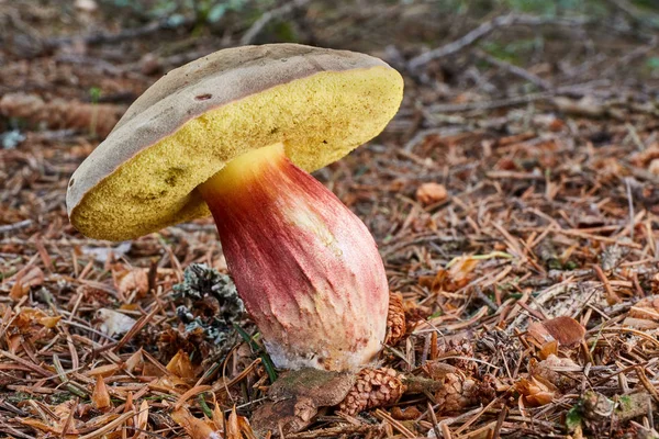 Xerocomellus Chrysenteron Известный Boletus Chrysenteron Xerocomus Chrysenteron Съедобный Гриб Грибок — стоковое фото