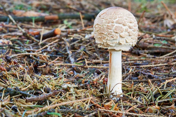 Chlorophyllum Rachodes Hongo Comestible Hongos Entorno Natural Español Sombrilla Lanuda —  Fotos de Stock