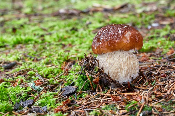 Hřib Smrkový Jedlé Houby Houby Přirozeném Prostředí Anglicky Penny Buchta — Stock fotografie