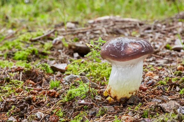 Gomphidius Glutinosus Їстівними Грибами Грибок Природному Середовищі Англійська Слизовий Spike — стокове фото