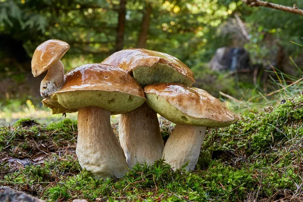 Boletus Edulis Edible Mushroom Small Boletus Growing Boletus Cap Fungus — Stock Photo, Image