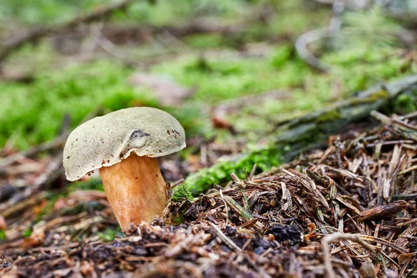 Xerocomus Subtomentosus Съедобный Гриб Грибок Естественной Среде Английский Замшевый Bolete — стоковое фото