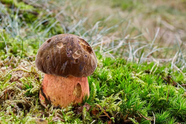 Neoboletus Luridiformis Известен Boletus Luridiformis Съедобный Гриб Грибок Естественной Среде — стоковое фото