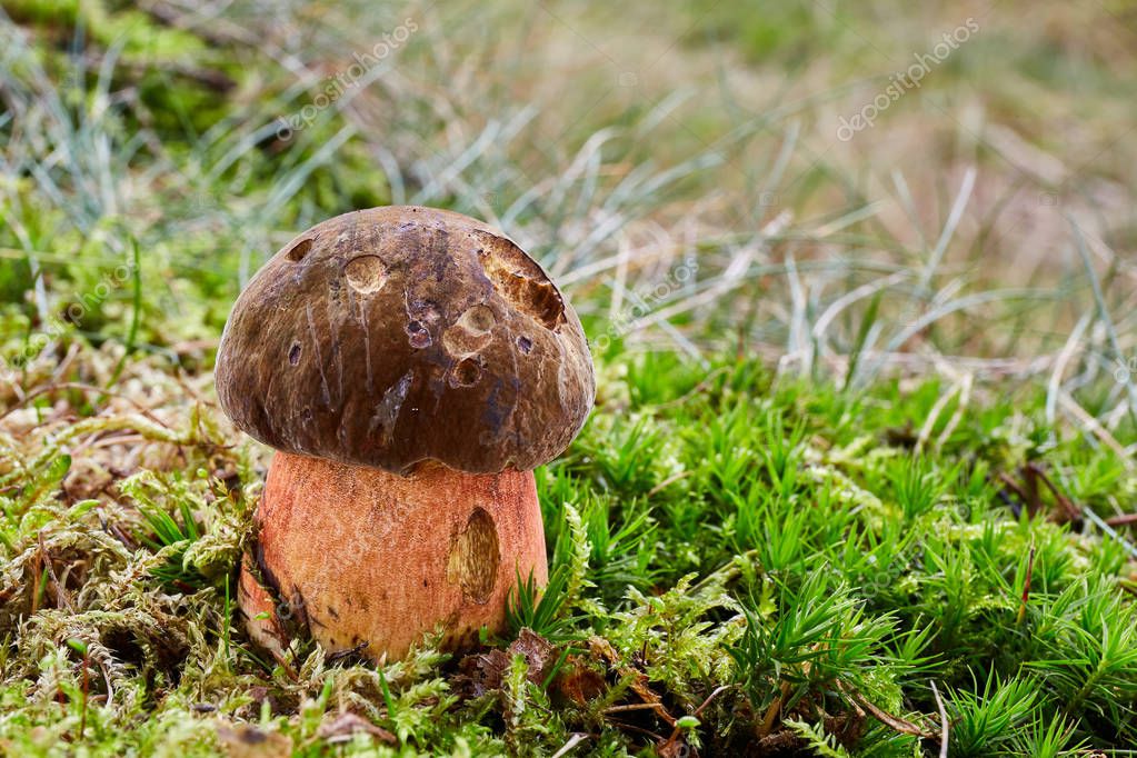 Neoboletus luridiformis conocido como Boletus luridiformis hongo
