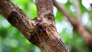 Avrupa hornet (Vespa crabro). En büyük eusocial Avrupa wasp. Ağaç kabuğu nibbling hornet.