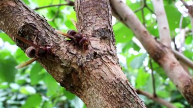 Avrupa hornet (Vespa crabro). En büyük eusocial Avrupa wasp. Ağaç kabuğu nibbling hornet.