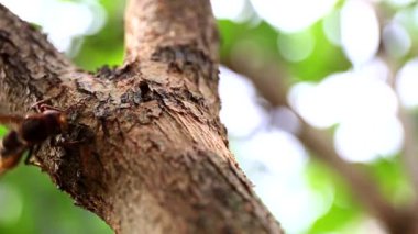Avrupa hornet (Vespa crabro). En büyük eusocial Avrupa wasp. Ağaç kabuğu nibbling hornet.