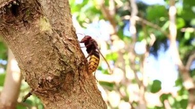 Avrupa hornet (Vespa crabro). En büyük eusocial Avrupa wasp. Ağaç kabuğu nibbling hornet.