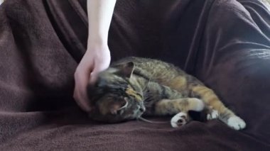 Şirin kedi yalan ve sandalye üzerinde rahatlatıcı.