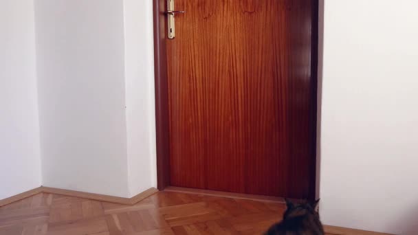 聪明的猫跳在门把手打开门 — 图库视频影像