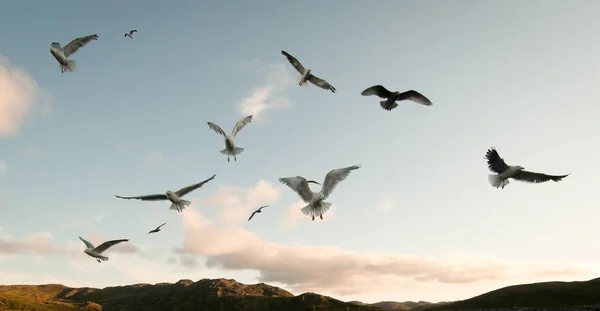 Hovering Seagulls Sea — Stock Photo, Image