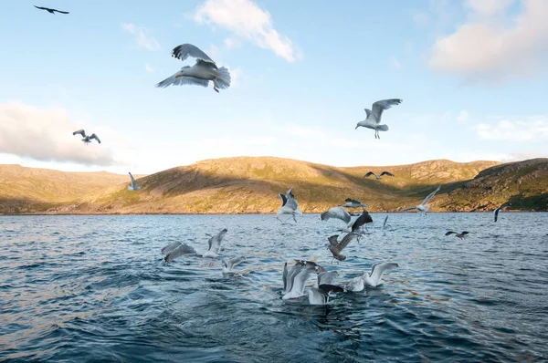 Hovering Seagulls Rush Water Food — Stock Photo, Image