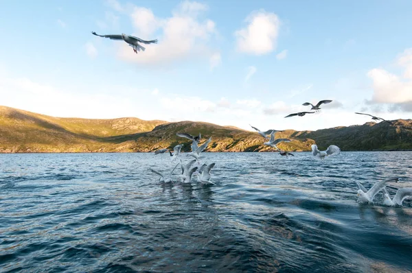 Hovering Seagulls Rush Water Food — Stock Photo, Image