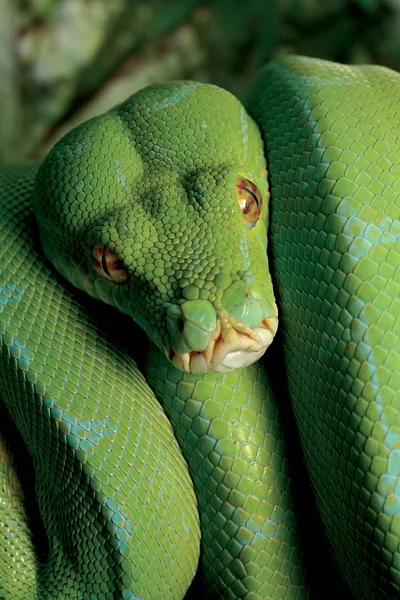 患者の捕食者 緑パイソン蛇 — ストック写真