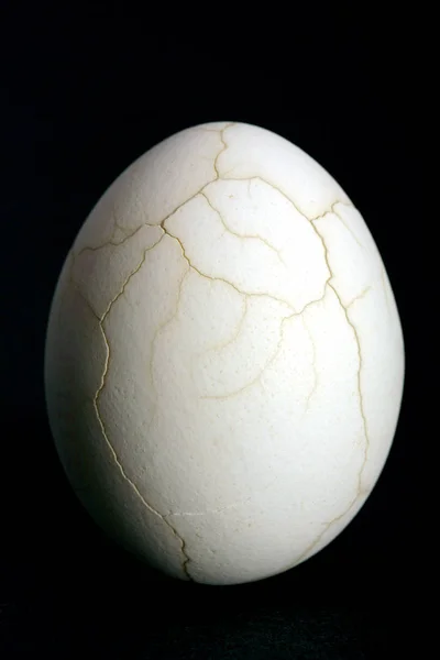 Crannied Eggshell Something Coming Out — Stock Photo, Image