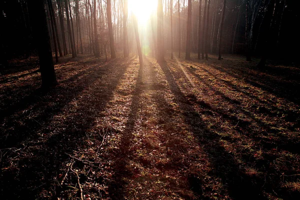 Şafak orman. Güneş doğal ortamda.