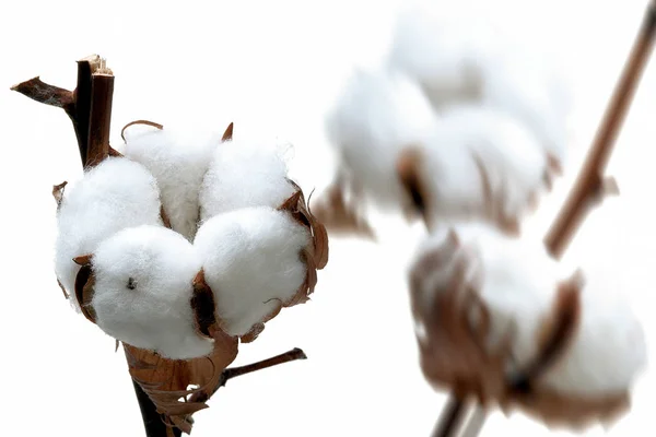 Cotton Twigs White Background Stock Photo