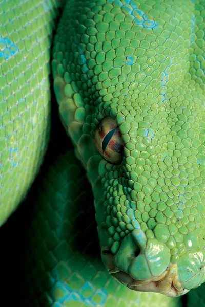 Yırtıcının gözü.