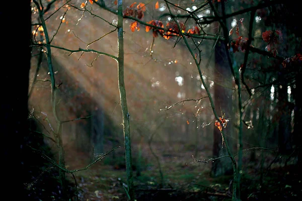 Zachód Słońca Jesiennym Lesie — Zdjęcie stockowe