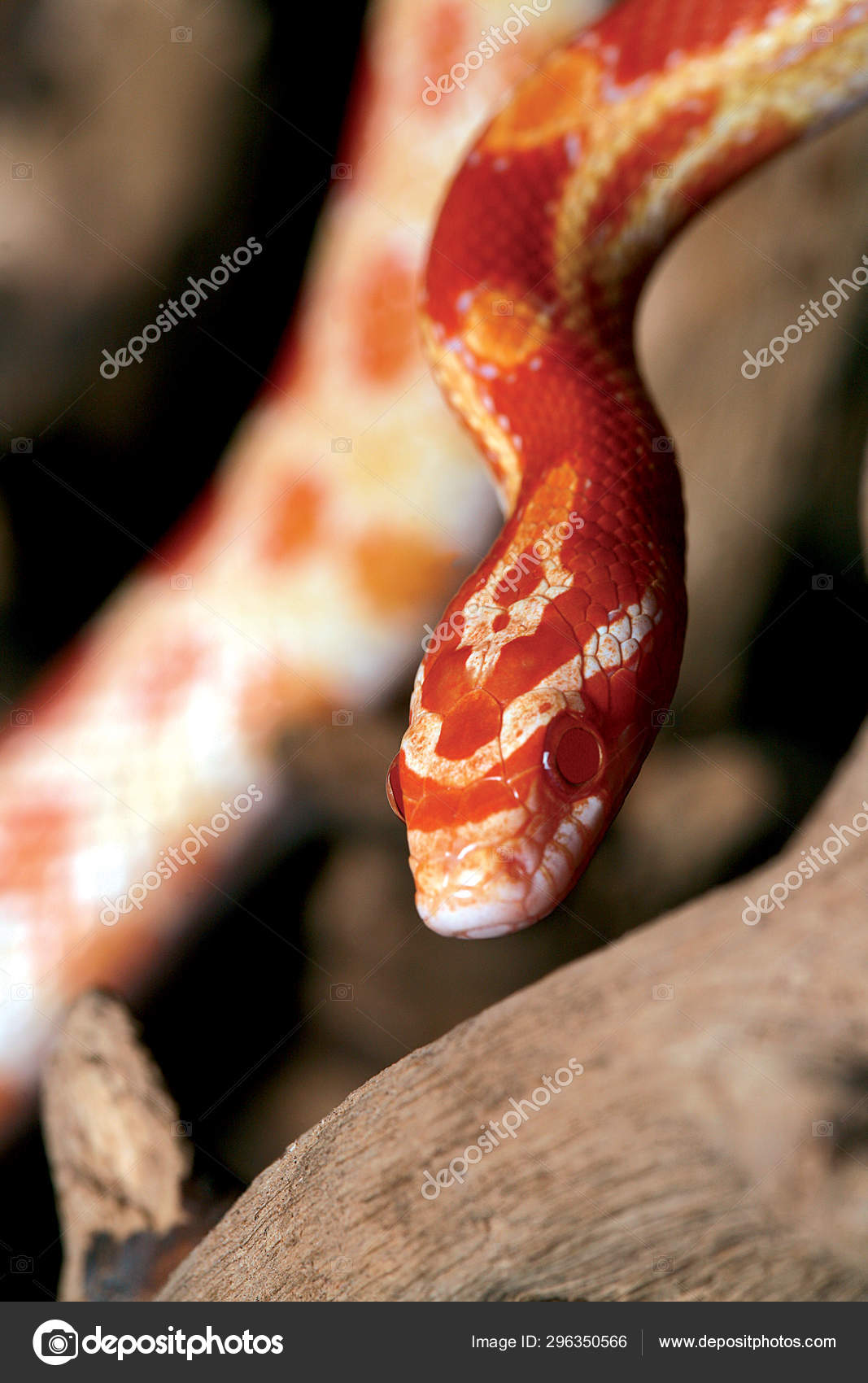 Corn Snake Morphs: The Complete List - A-Z Animals, image size:1067x1700