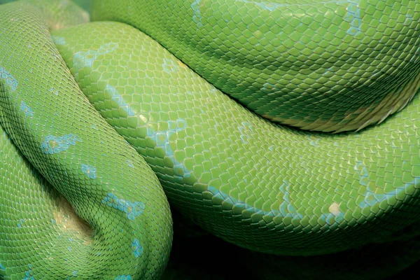 Зелёная Питонская Змея Бесстрашный Хищник — стоковое фото