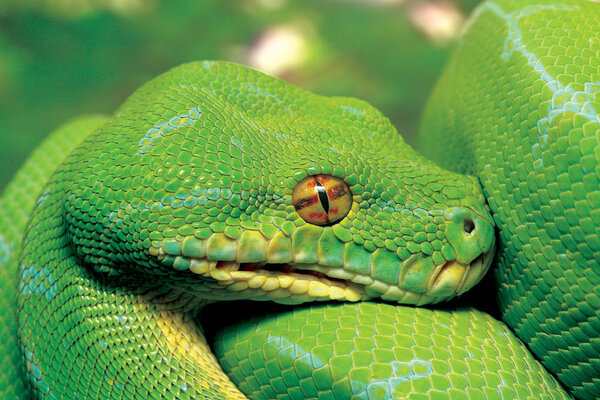 Green python snake. Fearless predator.