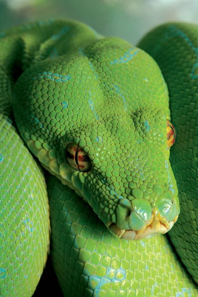 Green Python Snake Fearless Predator — Stock Photo, Image