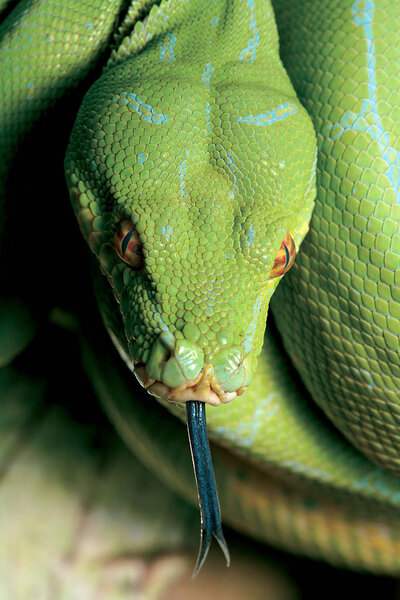 Green python snake. Fearless predator.