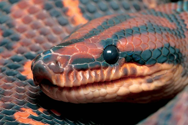 Serpiente Pitón Roja Negra —  Fotos de Stock