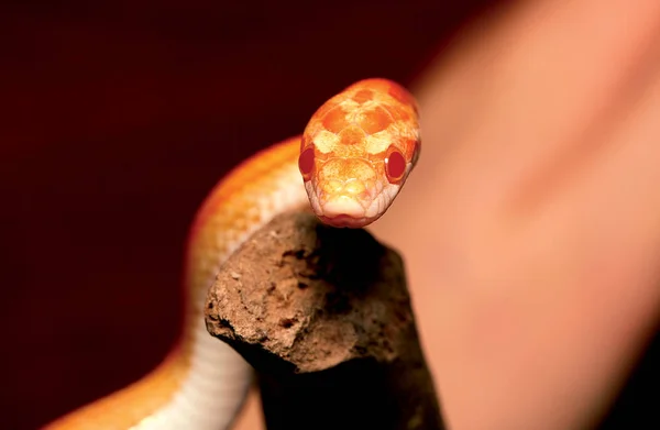 오렌지 파이썬 뱀입니다 두려움없는 — 스톡 사진
