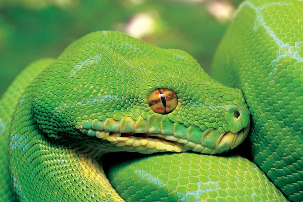 Zöld Python Kígyó Félelmet Nem Ismerő Ragadozó Jogdíjmentes Stock Képek