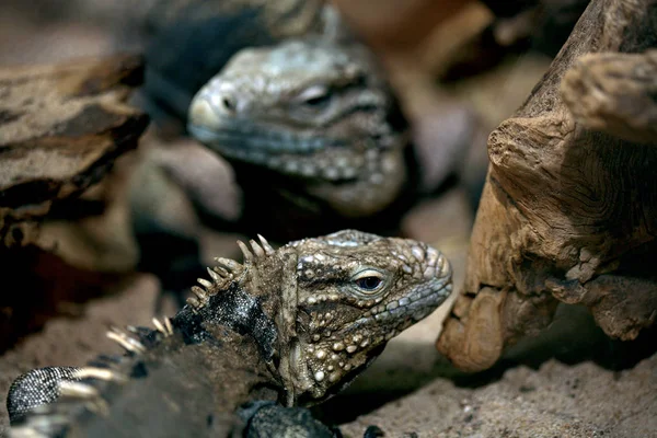 Lagarto Sobre Rocas Animales Salvajes —  Fotos de Stock