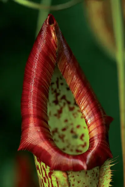 Nepenthe, ne. Çiçekler arasında yırtıcı.