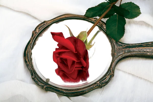 Rose Rouge Symbole Amour — Photo