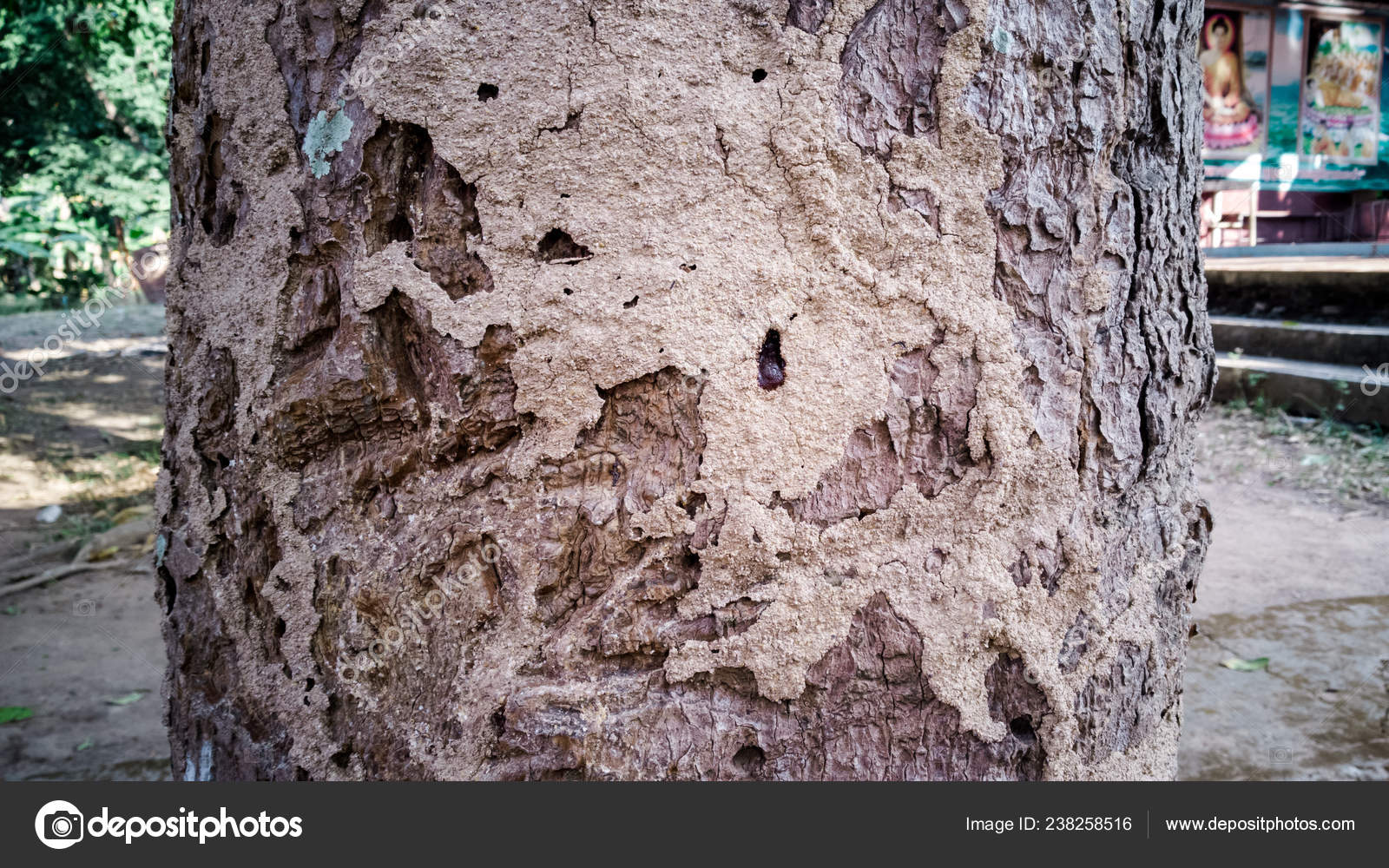 Termite Nests Termites Eating Large Trees Stock Photo by ©meekodong04