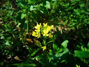 Arka bahçesinde marul çiçekleri güzelliği