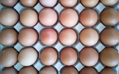 Fazla yumurta ile yumurta gri tepsi