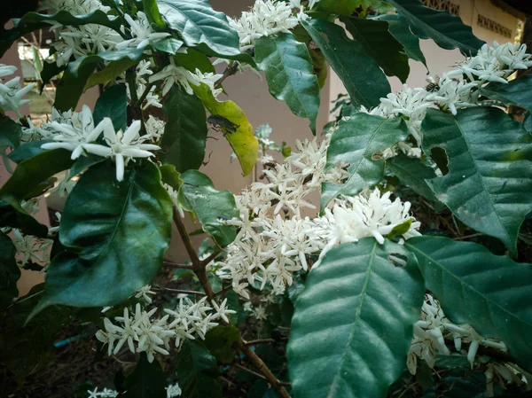 Drzewach Kawy Kawa Kwiaty Tle Zielonych Liści — Zdjęcie stockowe