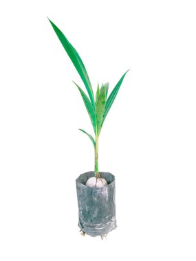 Hindistan cevizi ağaçları beyaz bir arka plan üzerinde siyah kreş torbalarda