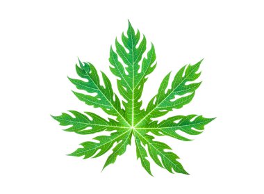 Papaya ağacını, koyu yeşil, beyaz arka plan yaprakları