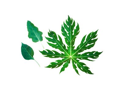 Papaya bırakır, biber yaprağı, beyaz zemin üzerine patlıcan yaprakları