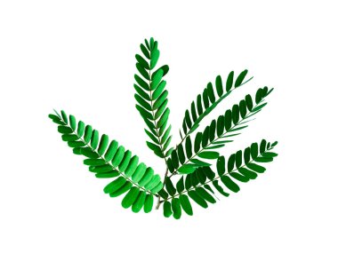 Beyaz bir arka plan üzerinde izole demirhindi yaprakları